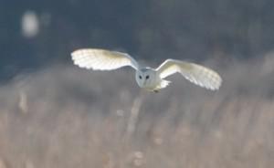 For those interested in bird watching in Norfolk I recommend Stuart White, head of The Bird ID Company and a man with a profound love of his countryside and a great understanding not only of birds but of human beings. www.birdtour.co.uk